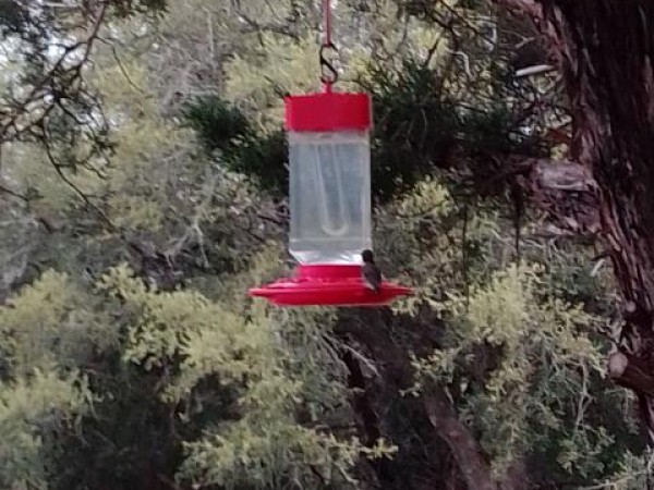 hummingbirds