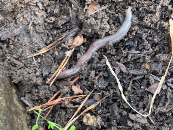 earth worm