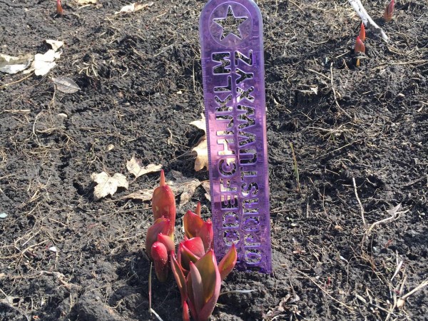 Measuring emerging tulips