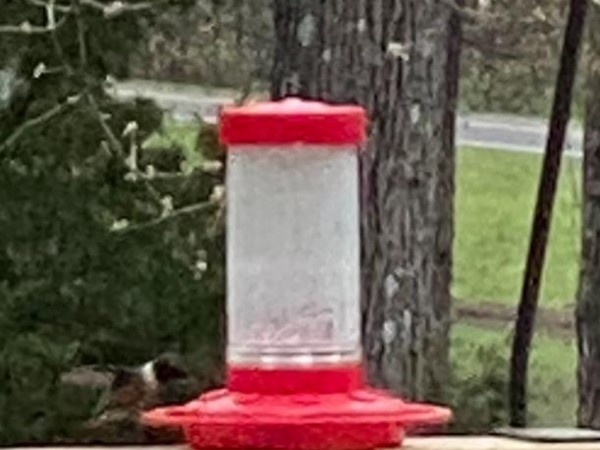 Ruby throated hummingbird