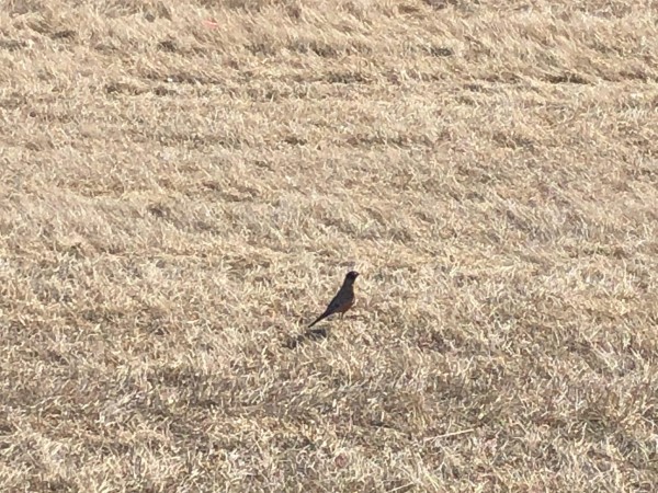 Robin foraging.