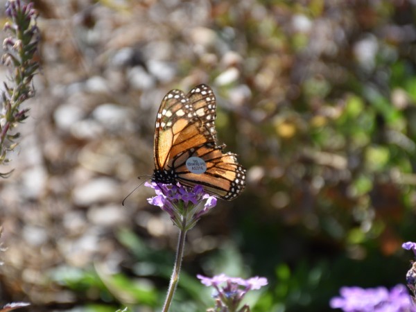 tagged monarch