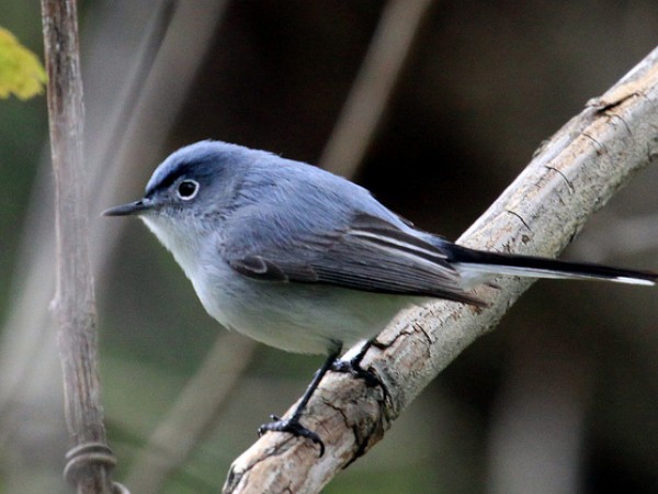 Blue-gray gnatcather