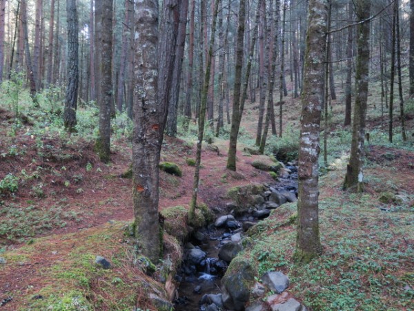 small stream with very little water