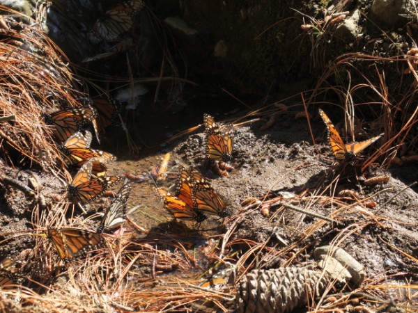 dry creek bed with monarchs