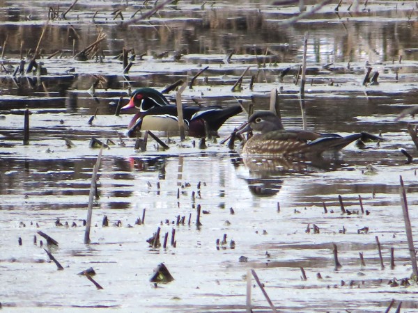 wood ducks