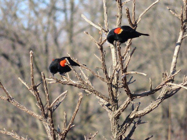 Red-winged Blackbirds