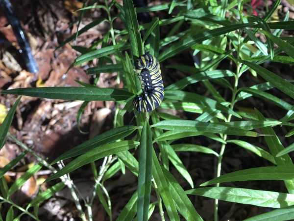 Monarch caterpillar