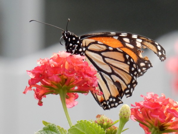 monarch with worn wings