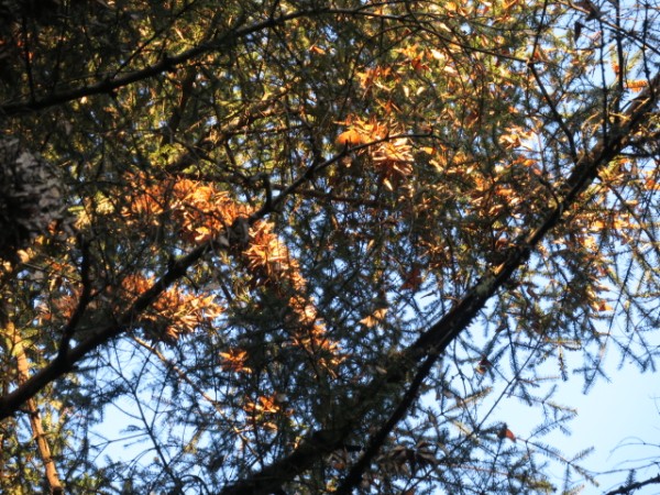 monarchs in rio grande canyon mexico