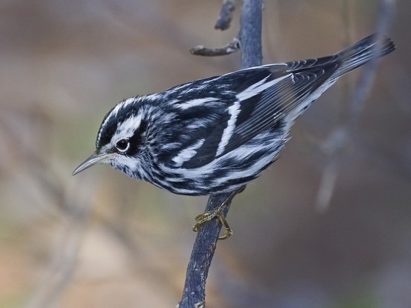 Black-and-White Warbler on branch.