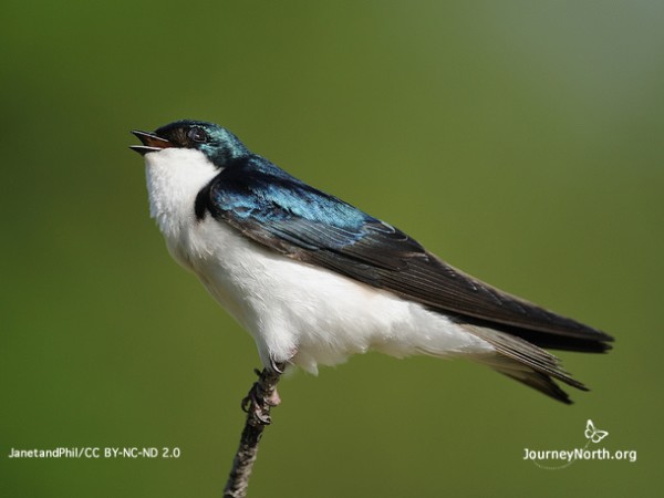 Tree Swallow