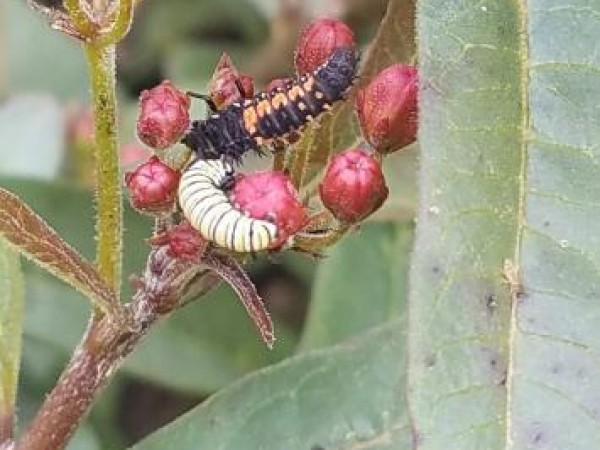 Monarch caterpillar