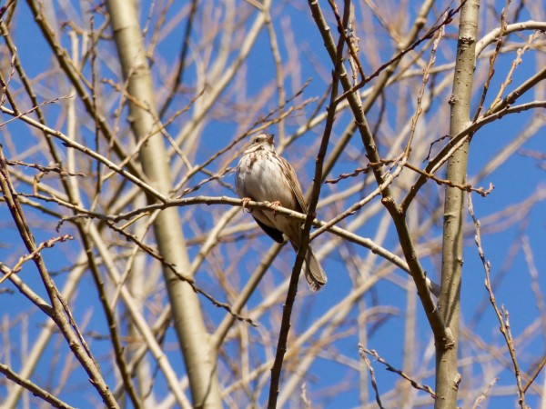 Singing Sparrow