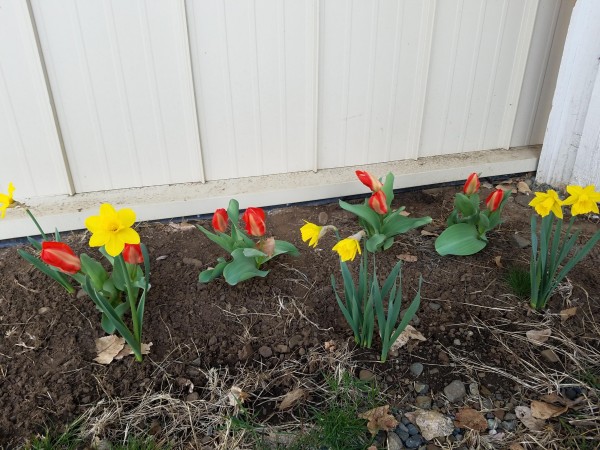 Blooming red and yellow tulips.