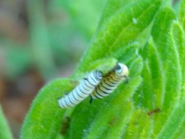 Monarch caterpillar