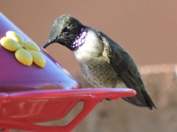 Black-chinned 