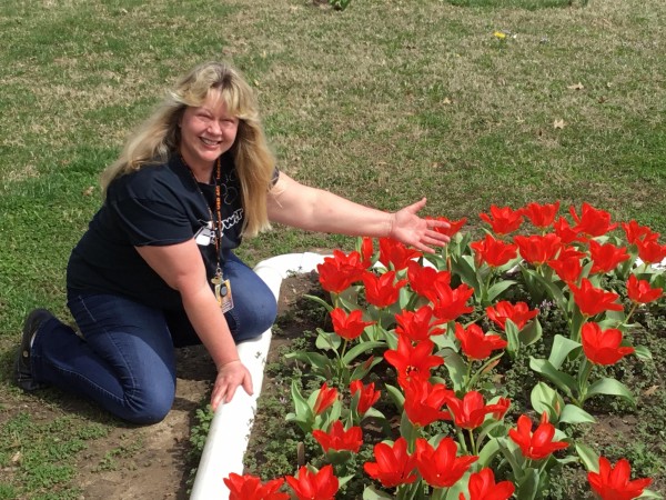 Blooming Tulip Test Garden