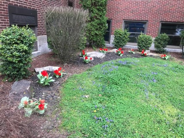 Blooming tulips outside a school.