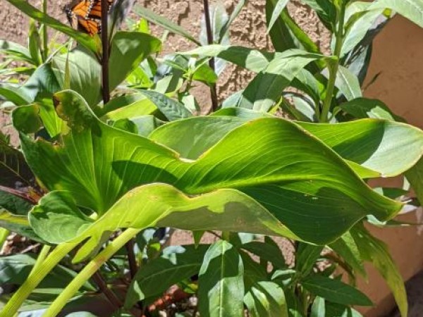 monarch laying eggs