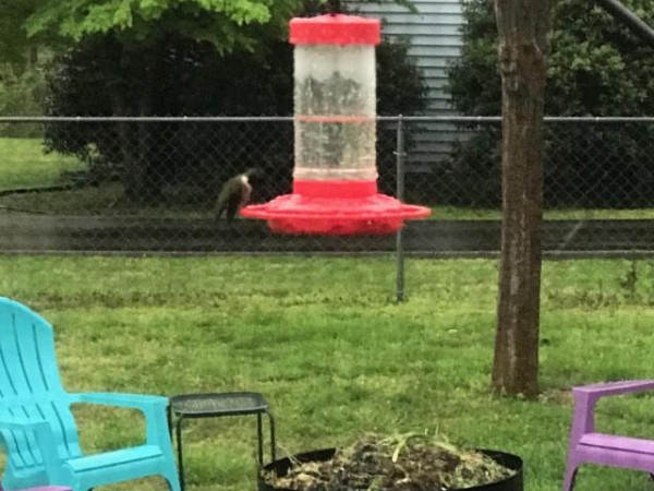 Ruby throated hummingbird