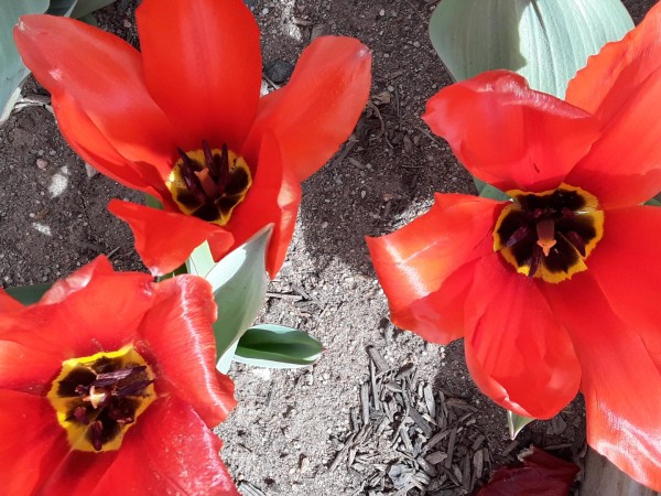 Close-up of blooming tulips.