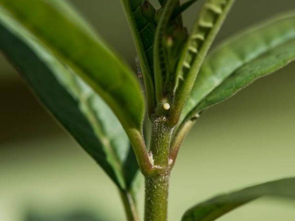 monarch egg