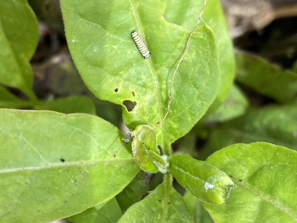 small larva