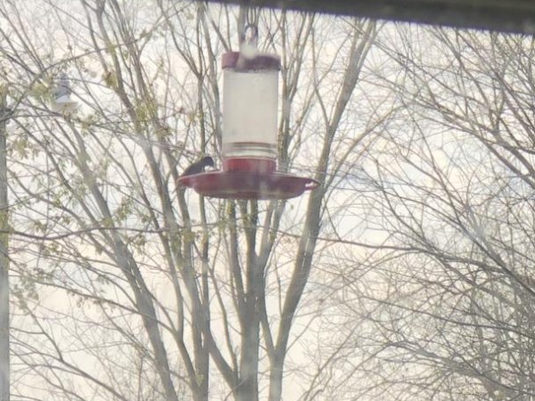 Ruby throated hummingbird