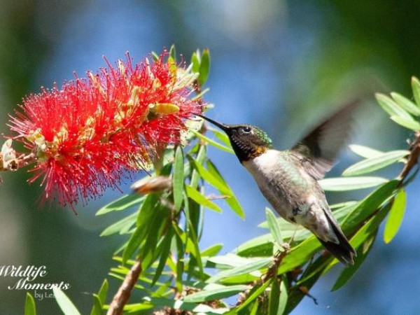 Ruby throated hummingbird