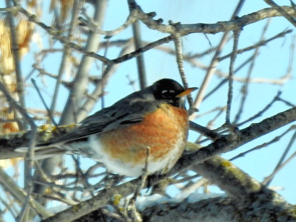 Robin in a tree.