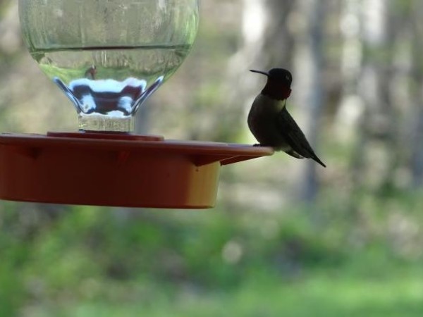 Ruby throated hummingbird