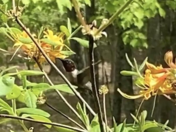 Ruby throated hummingbird