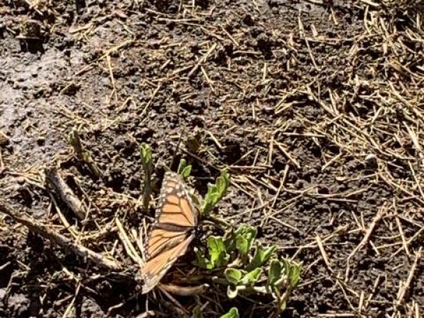 monarchs and milkweeds