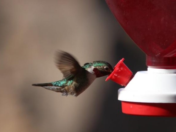 Black-chinned Hummingbird