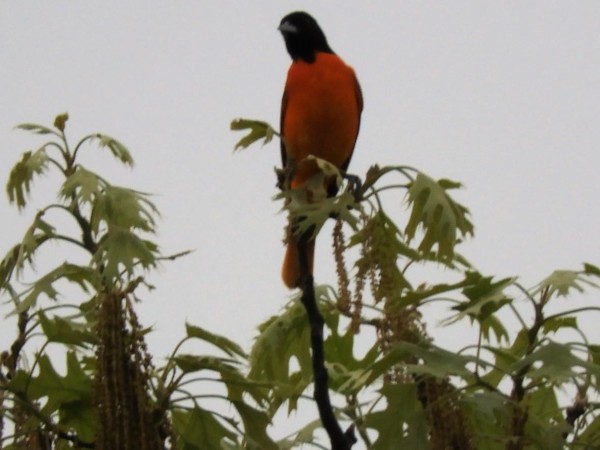 Baltimore Oriole