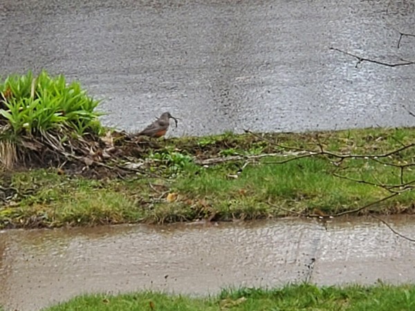 Robin collecting nest material.