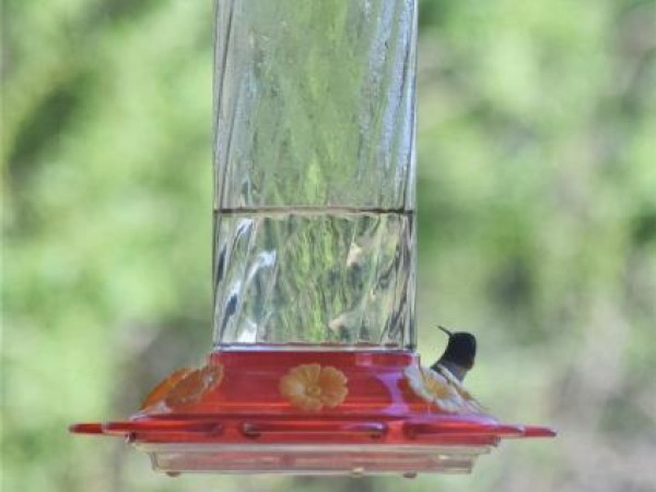 Ruby throated hummingbird