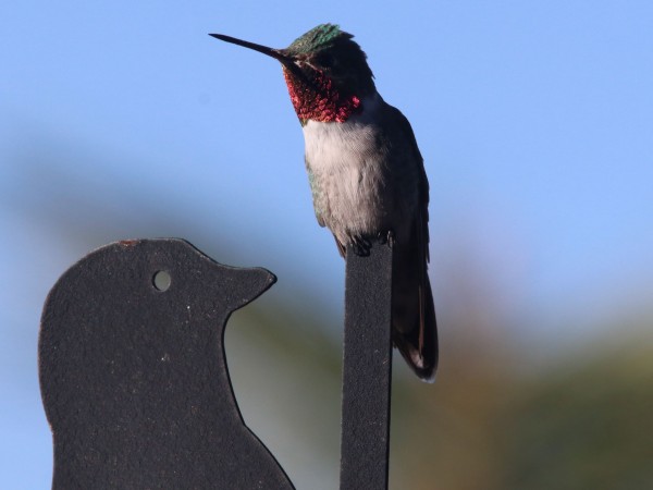 Broad-tailed Hummingbird