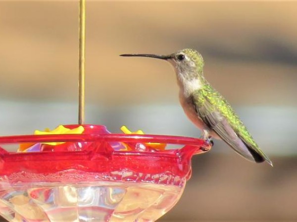 female black chinned hummer