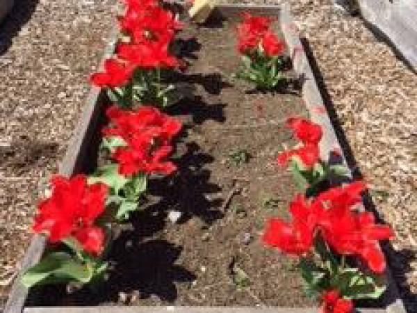 Bed of tulips.