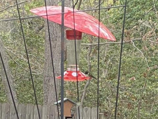 Ruby throated hummingbird