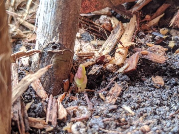 final emergence of milkweed