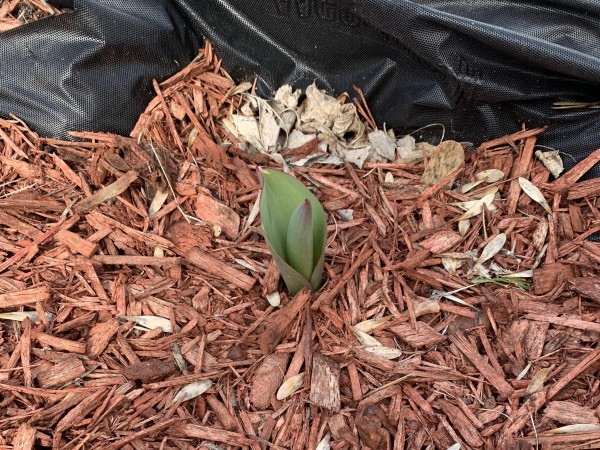 Emerging tulip.