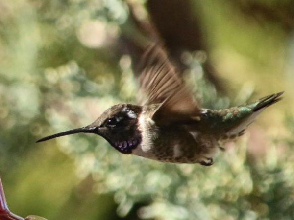 Black-chinned Hummingbird