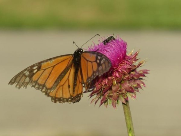 faded wing monarch