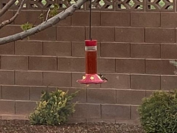 Broad-tailed Hummingbird