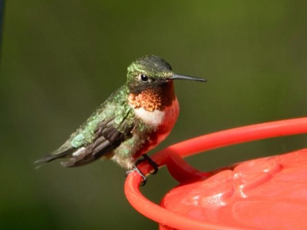 Ruby throated hummingbird