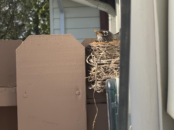 Robin in nest.