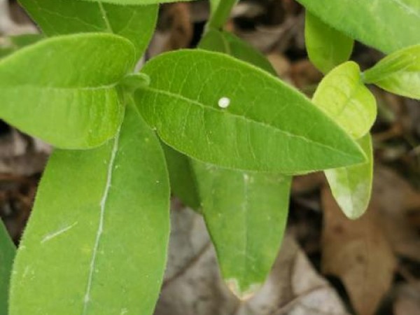 monarch egg